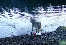 Волки научились ловить крабов с использованием специальных ловушек, установленных людьми
