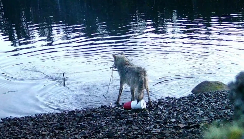 Волки научились ловить крабов с использованием специальных ловушек, установленных людьми