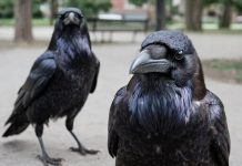 Вороны способны помнить обиду дольше людей, обнаружили ученые