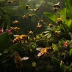 Амазонские пчелы без жала получили юридическую защиту