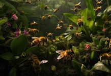 Амазонские пчелы без жала получили юридическую защиту