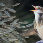 Дезинформация: явление, распространённое в природе среди всех живых существ