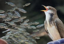 Дезинформация: явление, распространённое в природе среди всех живых существ