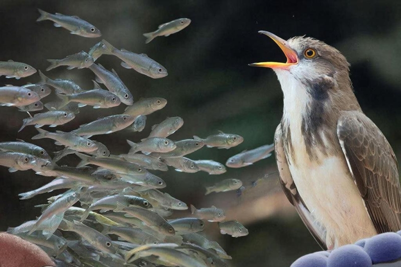 Дезинформация: явление, распространённое в природе среди всех живых существ