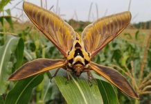 Генетический сюрприз: ГМО-зерновые в США способствуют появлению крылатых монстров