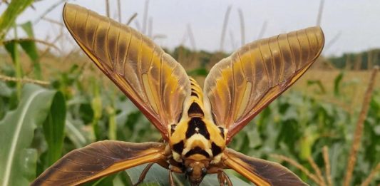 Генетический сюрприз: ГМО-зерновые в США способствуют появлению крылатых монстров