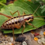 Микропластик заставляет сверчков расти до невероятных размеров