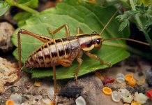 Микропластик заставляет сверчков расти до невероятных размеров