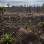 Растения перестали расти из-за резкого потепления на Земле 56 млн лет назад