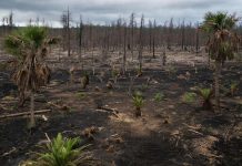 Растения перестали расти из-за резкого потепления на Земле 56 млн лет назад