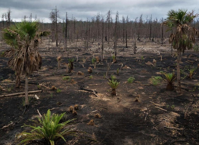 Растения перестали расти из-за резкого потепления на Земле 56 млн лет назад