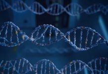 Ученые обнаружили, что у людей, доживших до 100 лет, больше ДНК охотников-собирателей