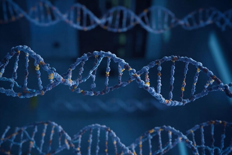 Ученые обнаружили, что у людей, доживших до 100 лет, больше ДНК охотников-собирателей