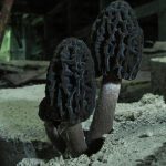 В Чернобыле обнаружили грибы, поглощающие радиацию