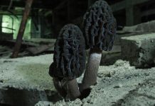 В Чернобыле обнаружили грибы, поглощающие радиацию