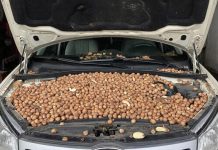 В Китае мужчина обнаружил, что его машина забита фундуком