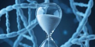 Учёные утверждают, что эволюционные часы идут неравномерно