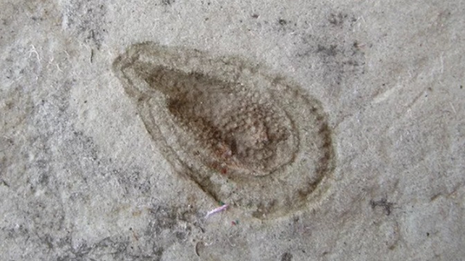 Археологи обнаружили самое древнее существо на&nbsp;Земле