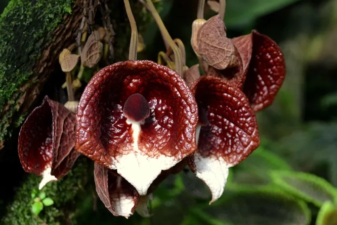 Биологи обнаружили цветок, пахнущий мертвыми насекомыми