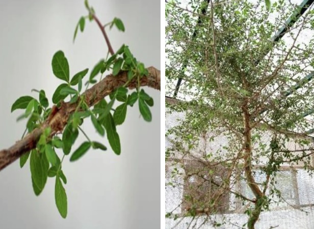 Древнее семя превратилось в загадочное «исцеляющее» дерево после 1000-летней спячки