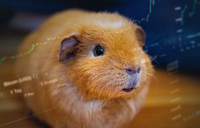 Хомяк торгует криптовалютой и обыгрывает инвесторов