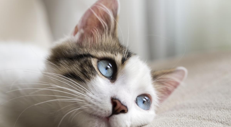 Кошкам не докладывают мяса: влажный корм в паучах стал весить меньше &mdash; читать на Gastronom.ru