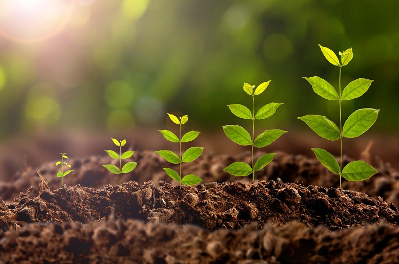 Музыка способствует росту растений: новое открытие китайских ученых