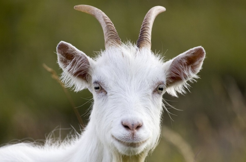 Невероятный эксперимент: Биоинженеры скрестили козу с пауком