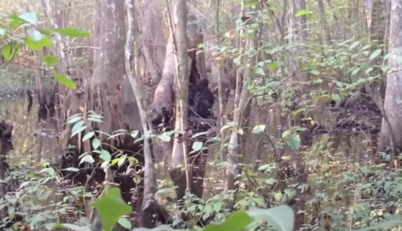 Охотник из Миссисипи запечатлел &laquo;снежного человека&raquo; в лесу