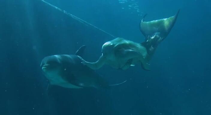 Откуда в музеях мира взялись мумии и скелеты русалок