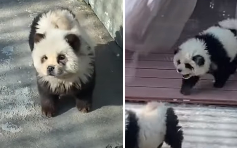 &laquo;Панды&raquo; в китайском зоопарке оказались собаками, выкрашенными в черно-белый цвет