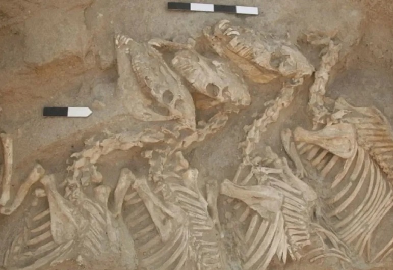 Первые гибриды животных создавали люди 4500 лет назад