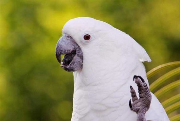 Попугай выучил мелодию из &laquo;Розовой пантеры&raquo;