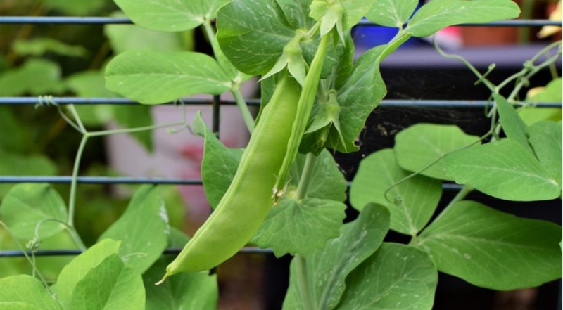 Сахарный зелёный горошек: польза, вред и сколько его можно есть