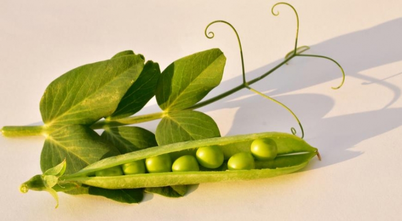 Сахарный зелёный горошек: польза, вред и сколько его можно есть