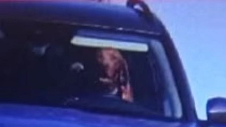 Собака за рулем: необычное дорожное происшествие в Словакии