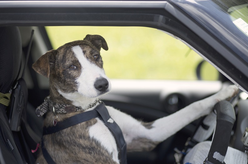 Собака за рулем: необычное дорожное происшествие в Словакии