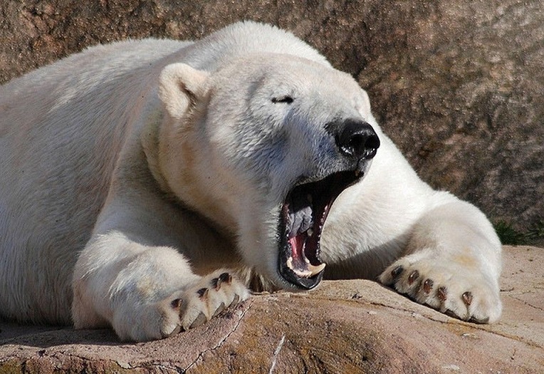 Странную связь между размером мозга и зевотой обнаружили ученые