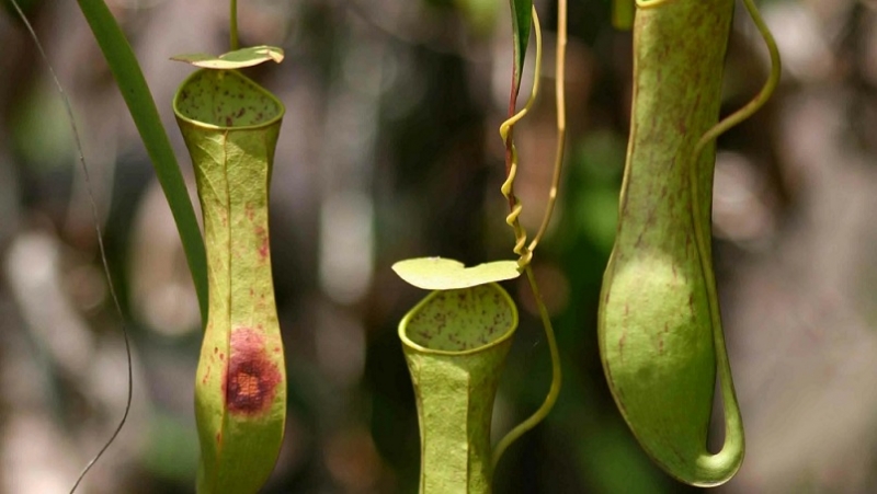 У плотоядного растения исследователи обнаружили необычный способ ловли насекомых