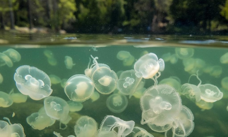 Ученые обеспокоены нашествием пресноводных медуз