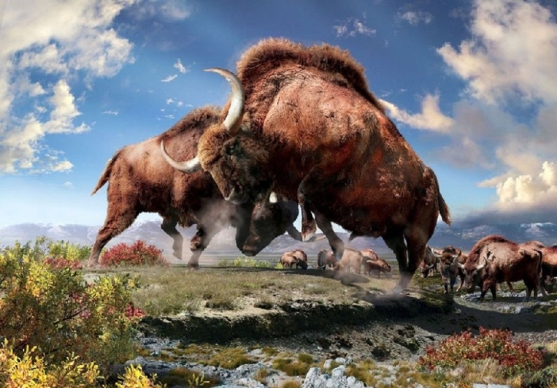 Ученые собираются клонировать бизона, найденного в вечной мерзлоте