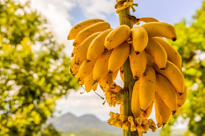 Ученые создали супербанан, который мог бы спасти миллионы жизней