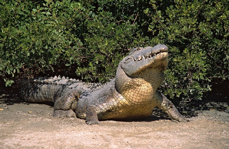 В Австралии крокодилы приняли низколетящий вертолет за грозу и приступили к брачным ритуалам